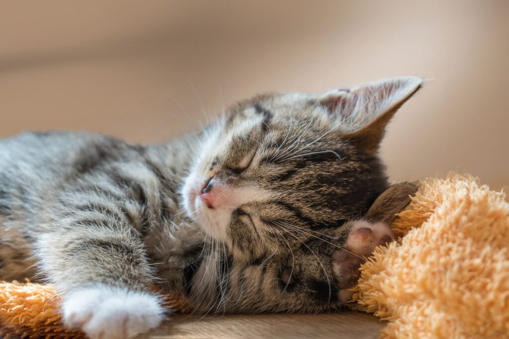 sleeping kitten