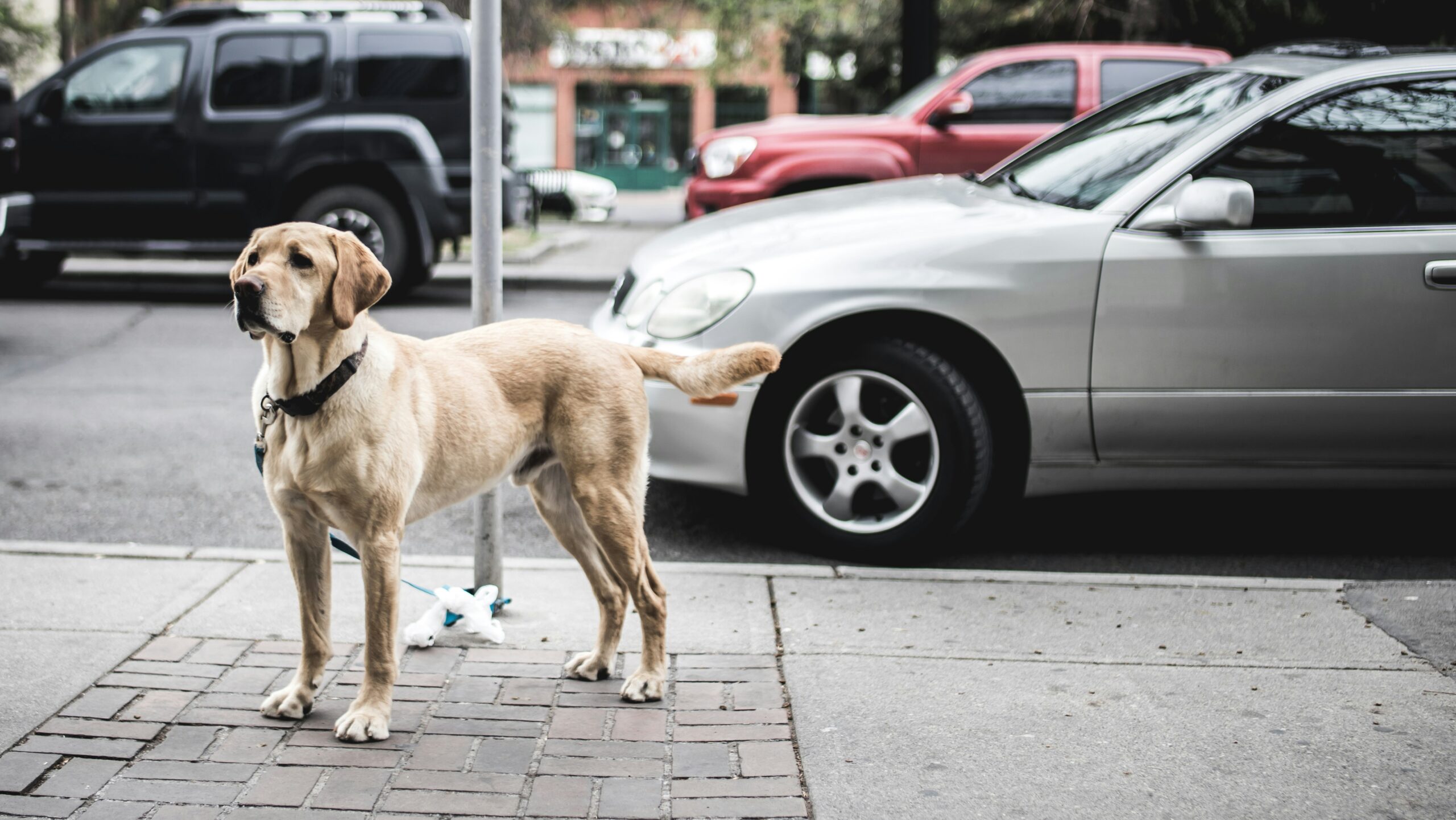 light-colored dog on sidewalk in front of a car